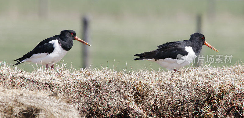 捕牡蛎者(oematopus ostralegus)